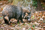 raccoon dog
