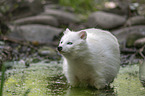 standing Raccoon Dog