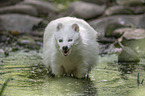 standing Raccoon Dog