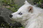 Raccoon Dog portrait