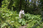 Raccoon Dog