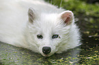 Raccoon Dog in the water