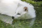 Raccoon Dog in the water