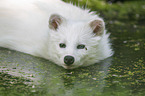Raccoon Dog in the water