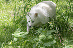 walking Raccoon Dog