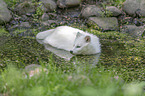 Raccoon Dog in the water