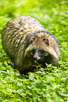raccoon dog