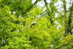 black kite