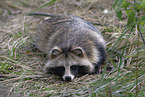 raccoon dog