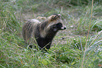 raccoon dog