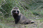 raccoon dog
