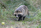 raccoon dog