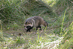 raccoon dog