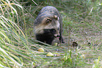raccoon dog
