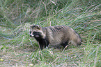 raccoon dog