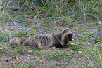 raccoon dog