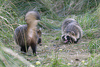 raccoon dog