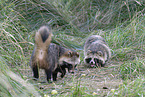 raccoon dog