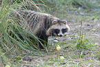 raccoon dog