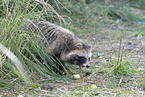 raccoon dog