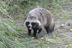 raccoon dog