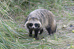 raccoon dog