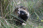 raccoon dog