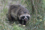 raccoon dog
