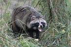 raccoon dog