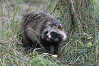 raccoon dog