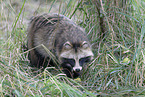 raccoon dog