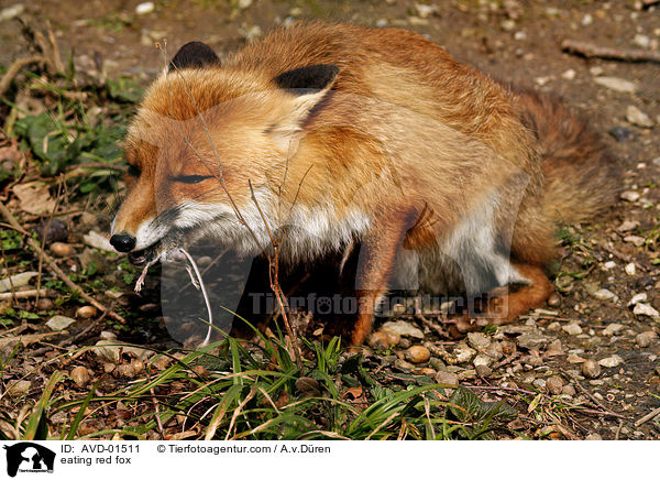 fressender Rotfuchs / eating red fox / AVD-01511