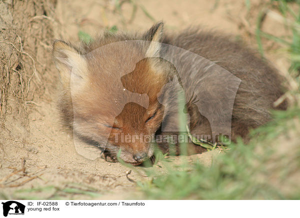 young red fox / IF-02588