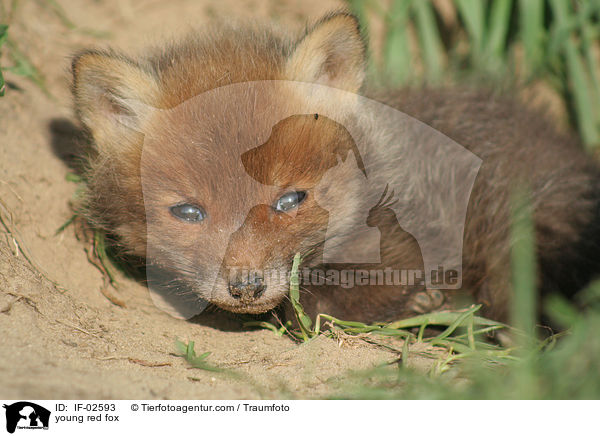 junger Rotfuchs / young red fox / IF-02593