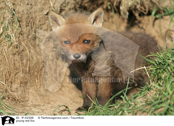 junger Rotfuchs / young red fox / IF-02598