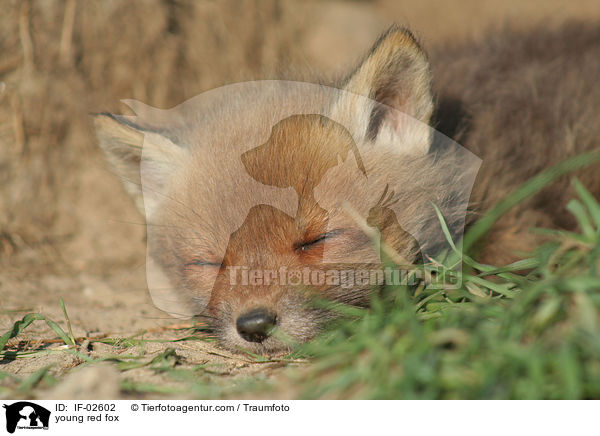 junger Rotfuchs / young red fox / IF-02602