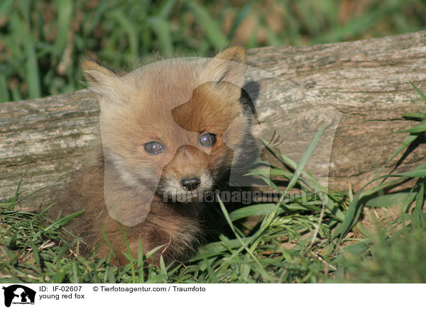 young red fox / IF-02607