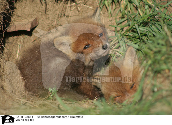 junger Rotfuchs / young red fox / IF-02611