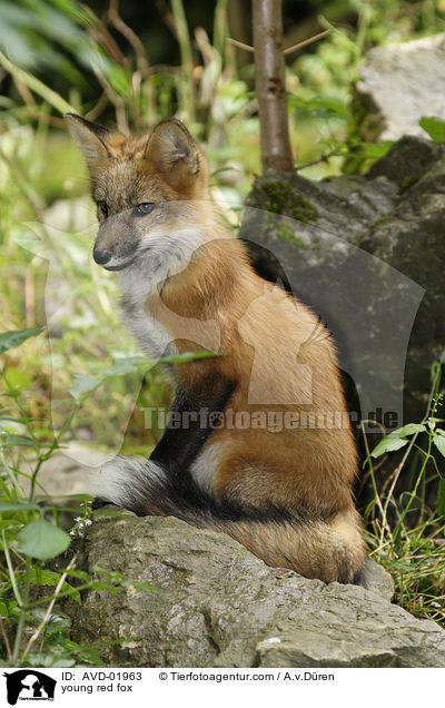 young red fox / AVD-01963