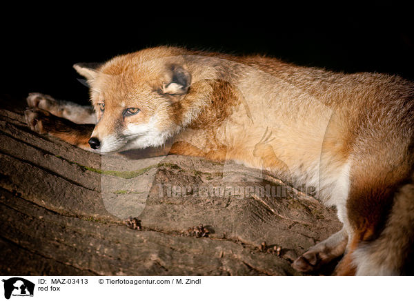Rotfuchs / red fox / MAZ-03413