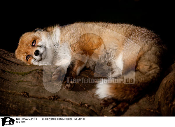 Rotfuchs / red fox / MAZ-03415