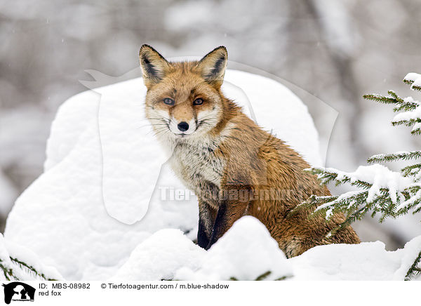 red fox / MBS-08982