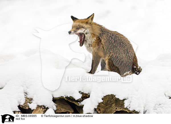 Rotfuchs / red fox / MBS-08985