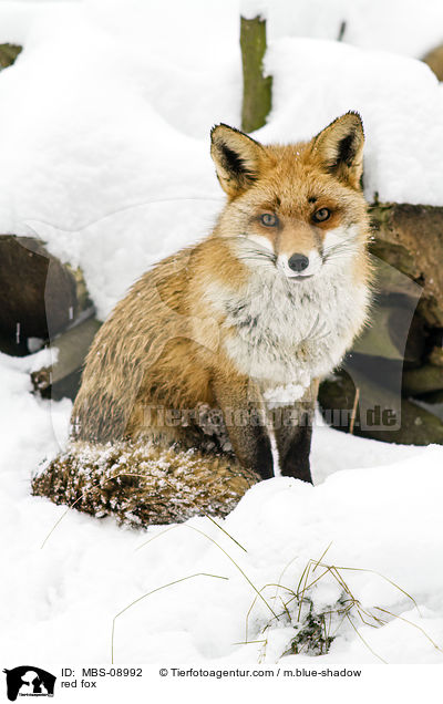 red fox / MBS-08992