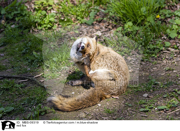 Rotfuchs / red fox / MBS-09319