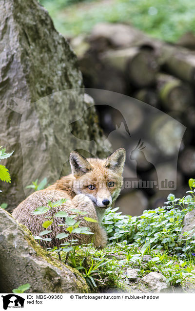 red fox / MBS-09360