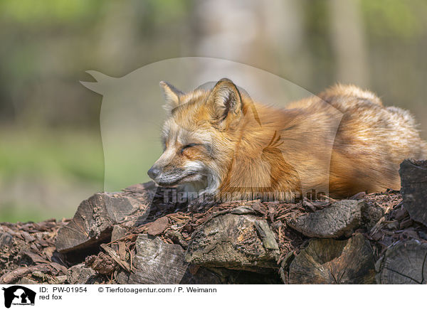 Rotfuchs / red fox / PW-01954