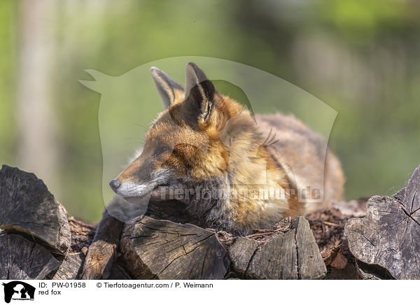 Rotfuchs / red fox / PW-01958
