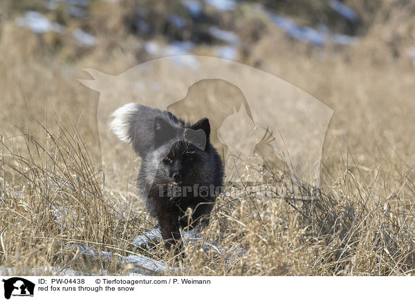 Rotfuchs rennt durch den Schnee / red fox runs through the snow / PW-04438