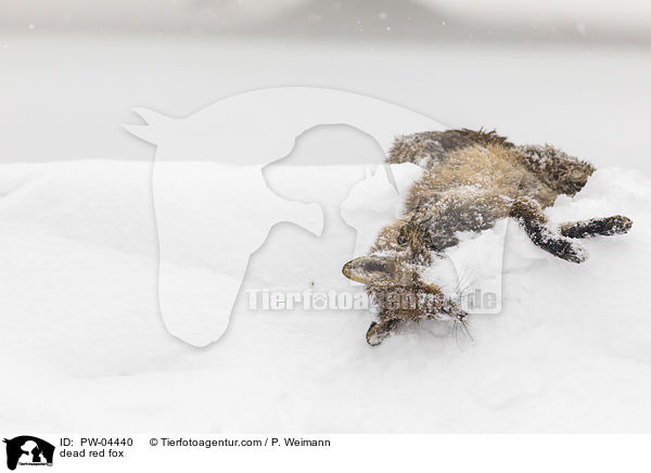 toter Rotfuchs / dead red fox / PW-04440